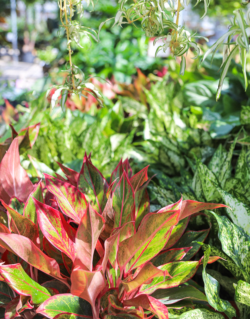 Low-Light Houseplant Options