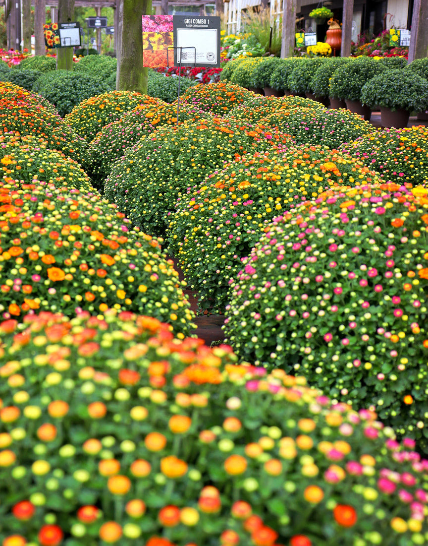 ALL ABOUT CHRYSANTHEMUMS
