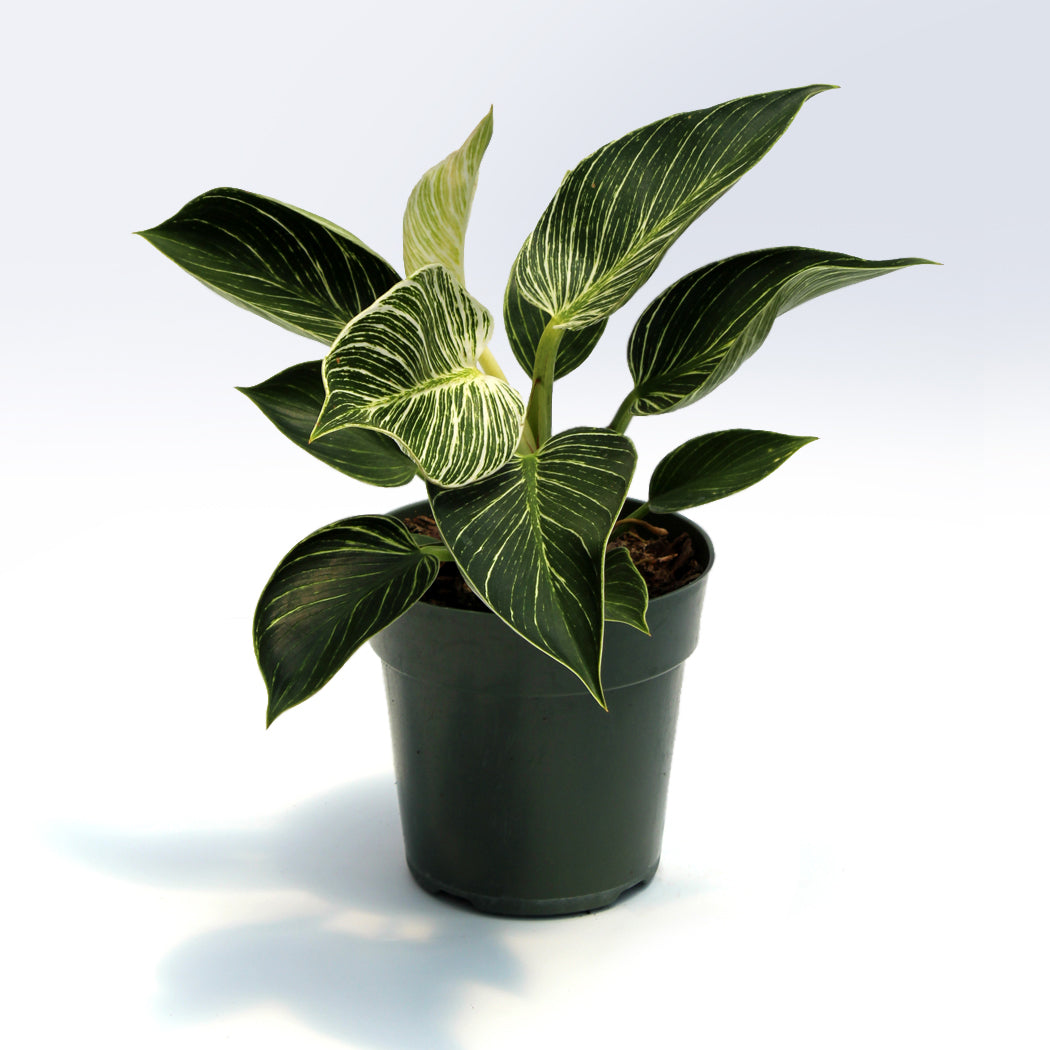 Featured Plants