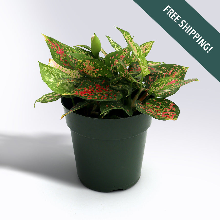 Aglaonema 'Wishes' | 6-Inch Container