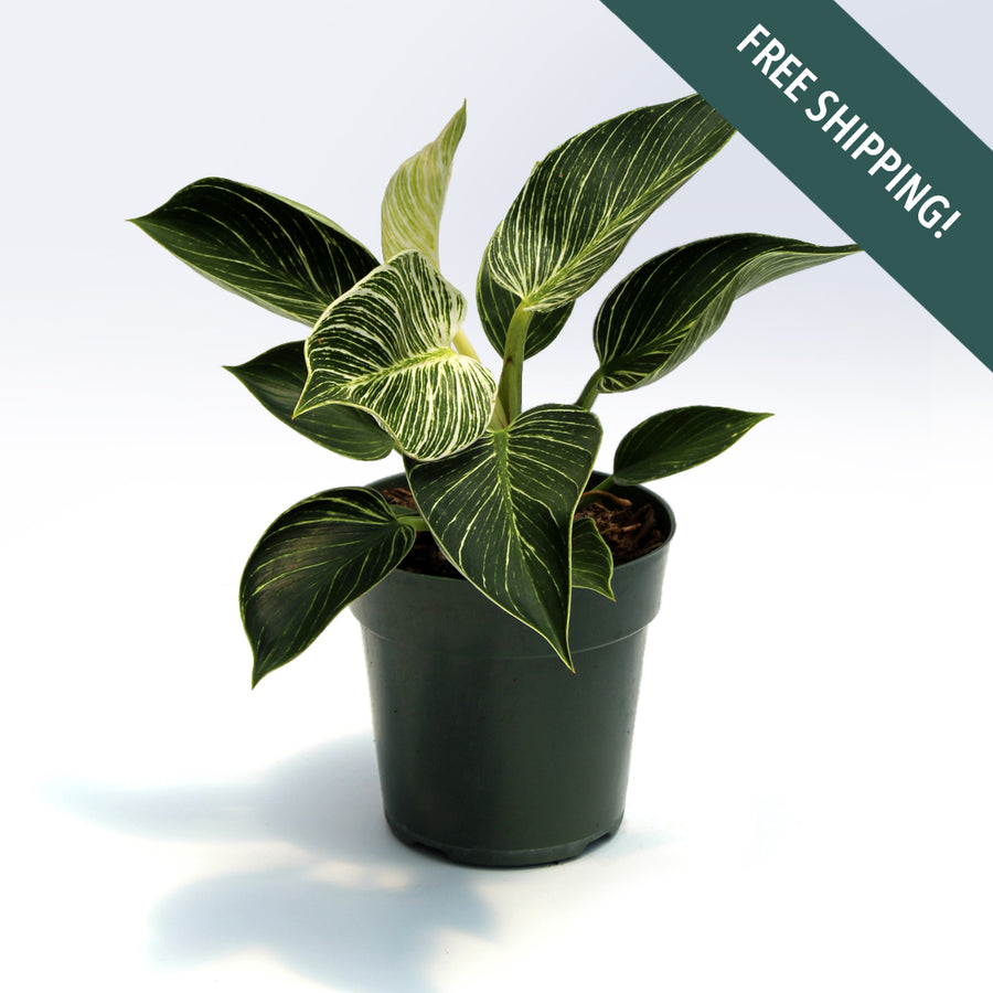 Philodendron 'Birkin' | 6-Inch Container