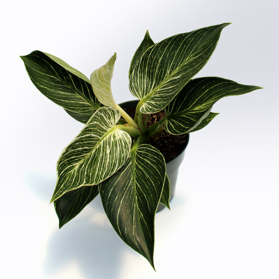 Philodendron 'Birkin' | 6-Inch Container