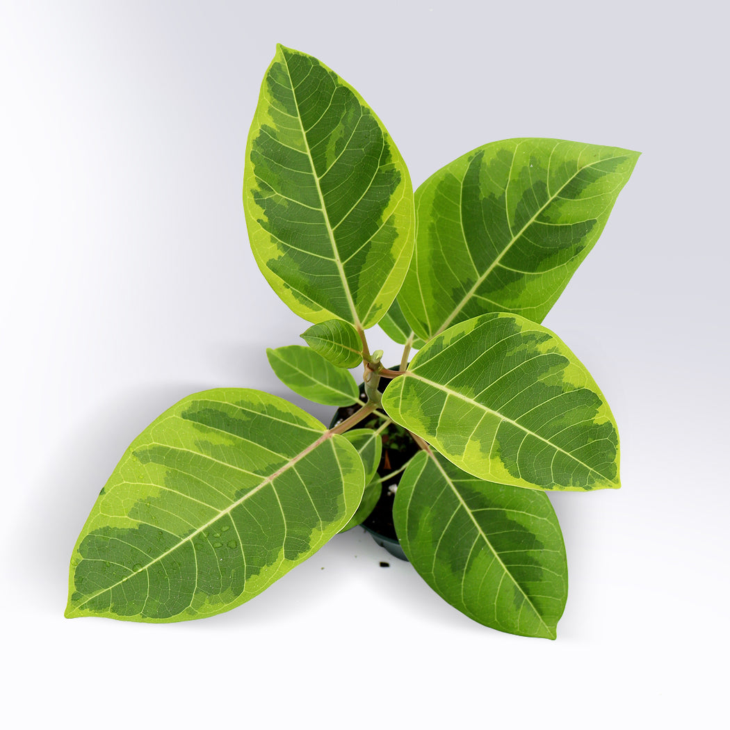 Ficus altissima | 6-Inch Container – Equinox Plant Co.