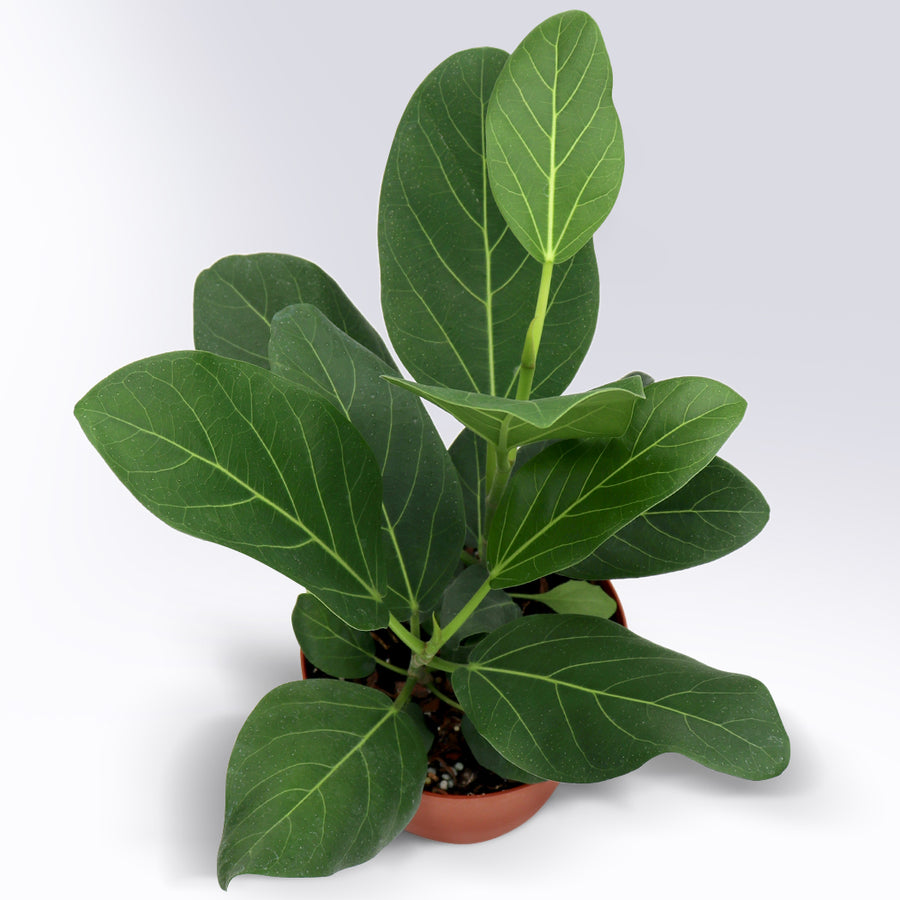 Ficus benghalensis 'Audrey' | 6-Inch Container