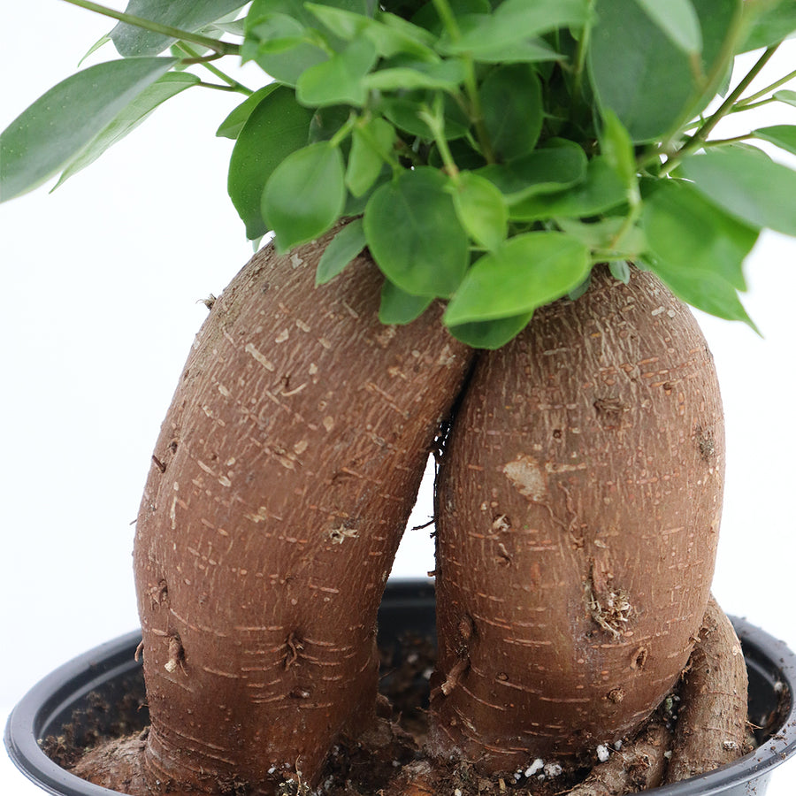 Ficus microcarpa | 6-Inch Container – Equinox Plant