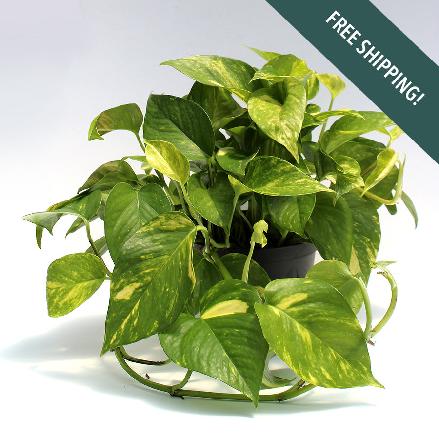 Pothos Golden | 6-Inch Container