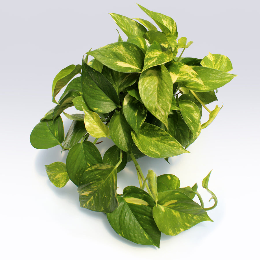 Pothos Golden | 6-Inch Container