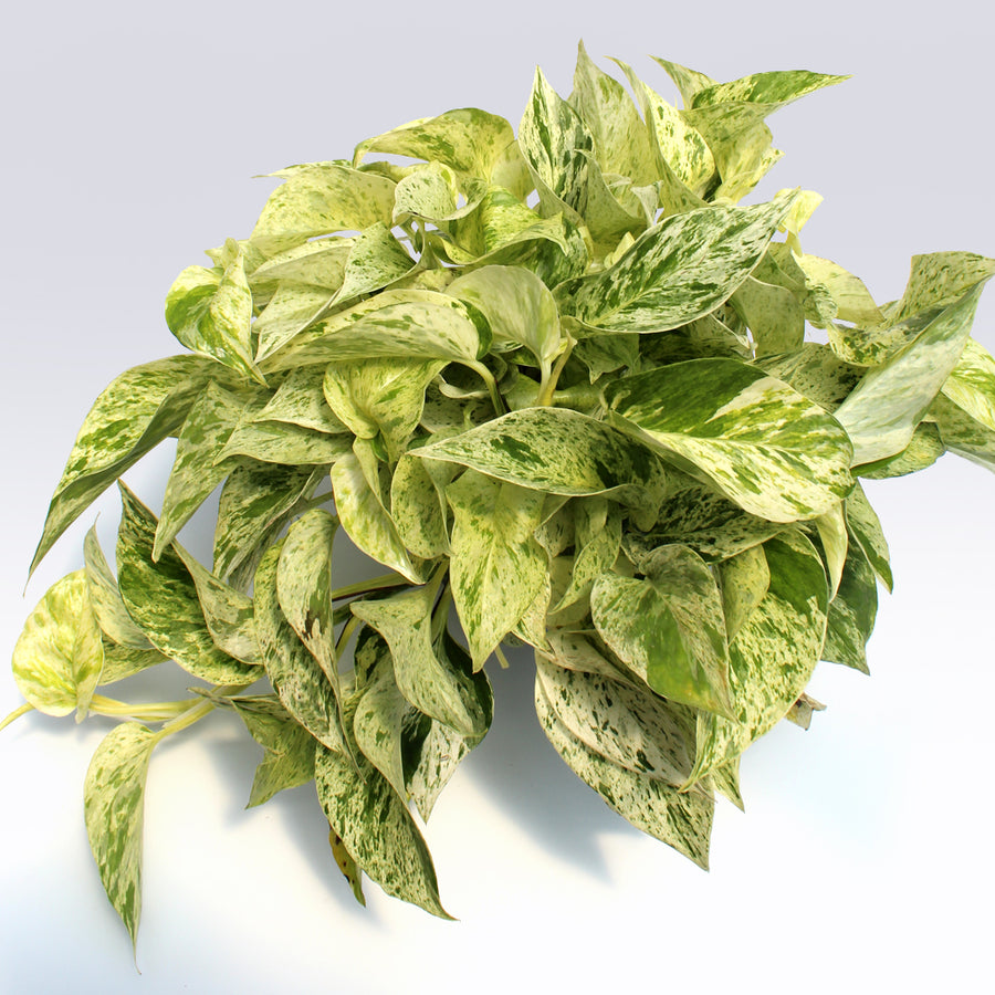 Marble Queen Pothos | 6-Inch Container