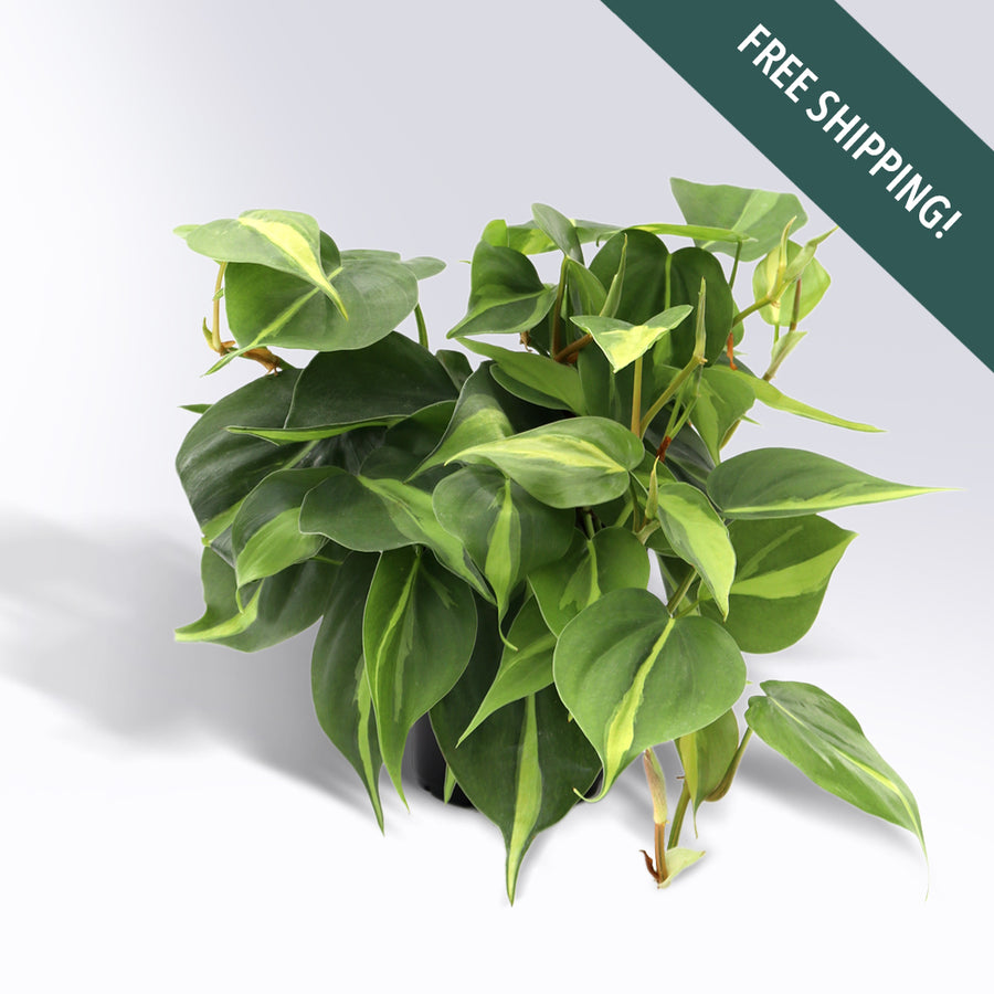 Philodendron 'Brasil' | 4-Inch Container