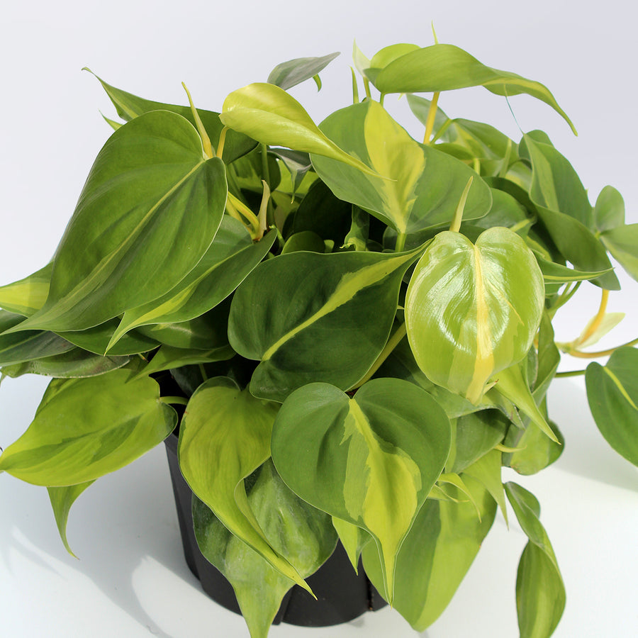 Philodendron 'Brasil' | 6-Inch Container