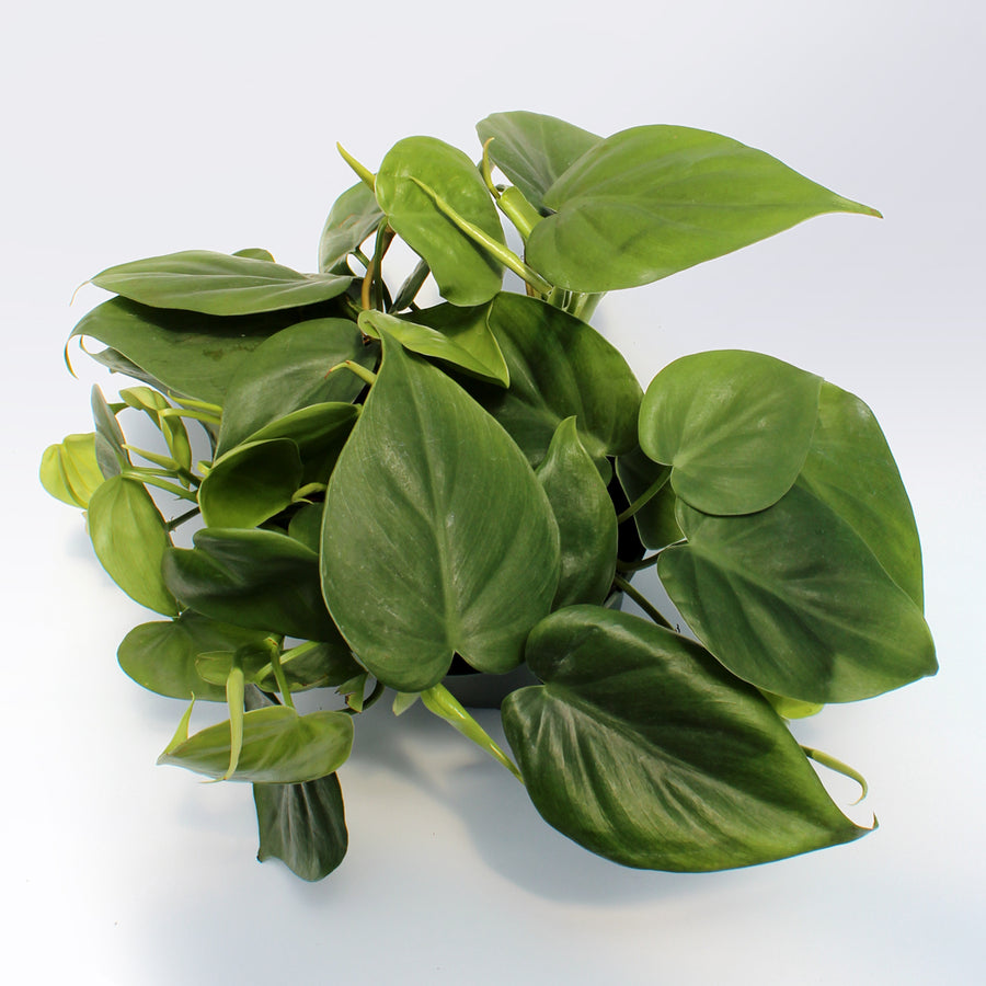 Philodendron cordatum | 6-Inch Container