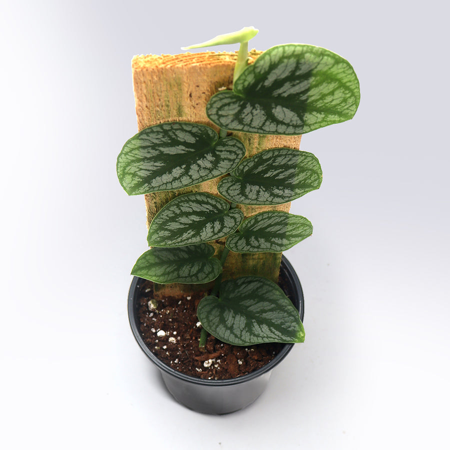 Monstera dubia (Rare Variety) | 4-Inch Container