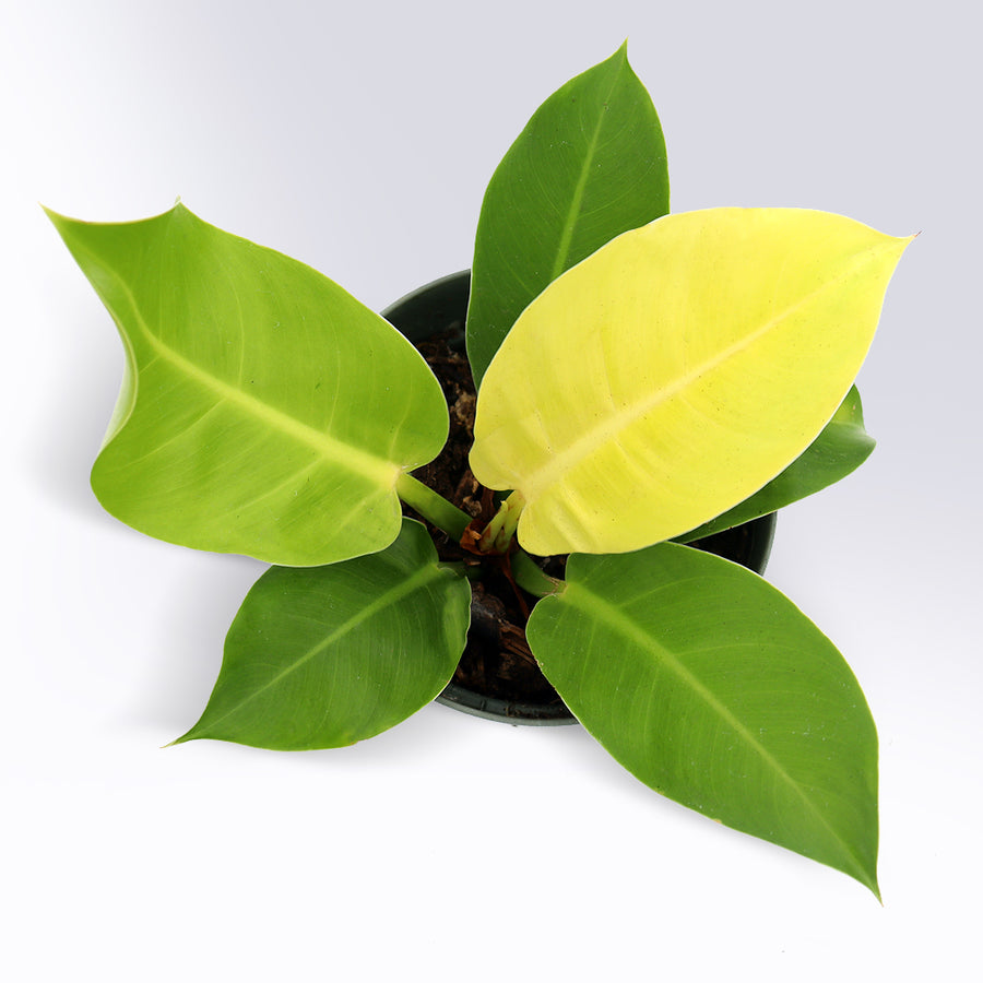 Philodendron 'Moonlight' | 6-Inch Container