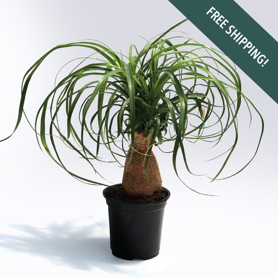 Ponytail Palm Tree | 4-Inch Container