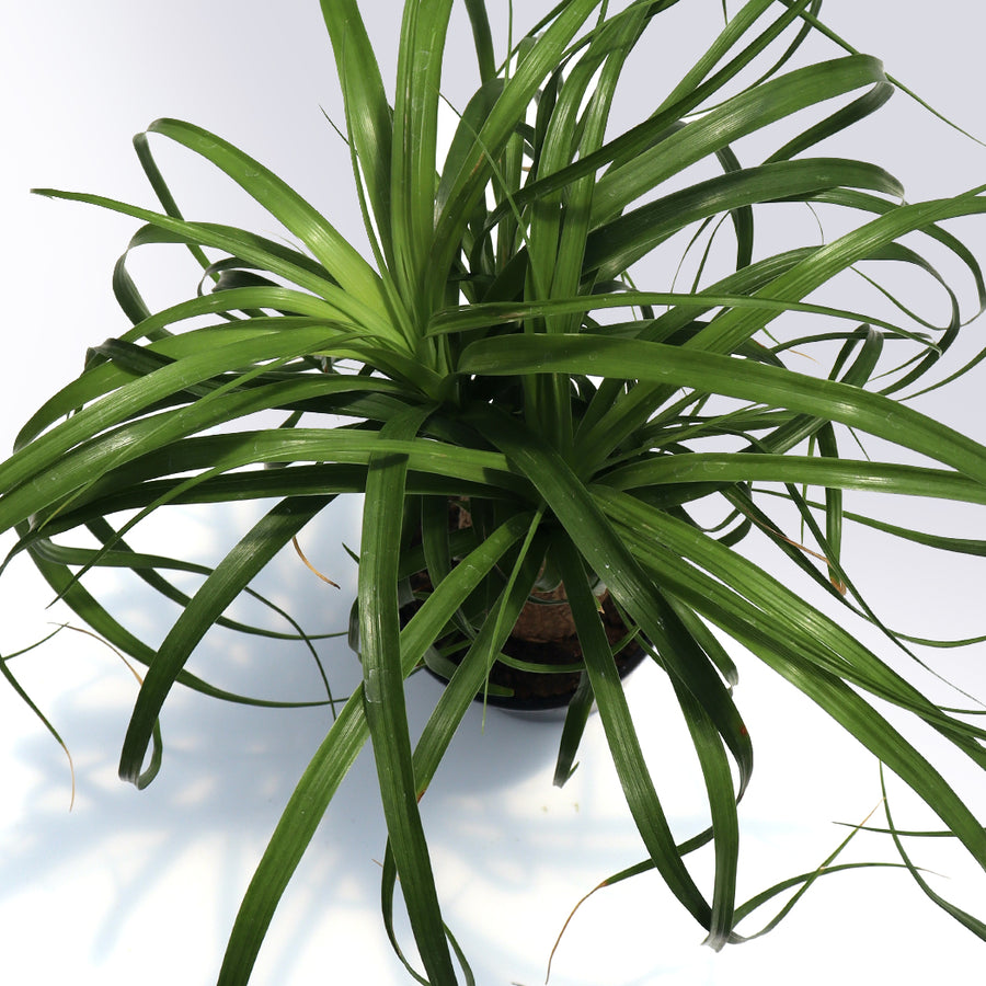 Ponytail Palm Tree | 4-Inch Container
