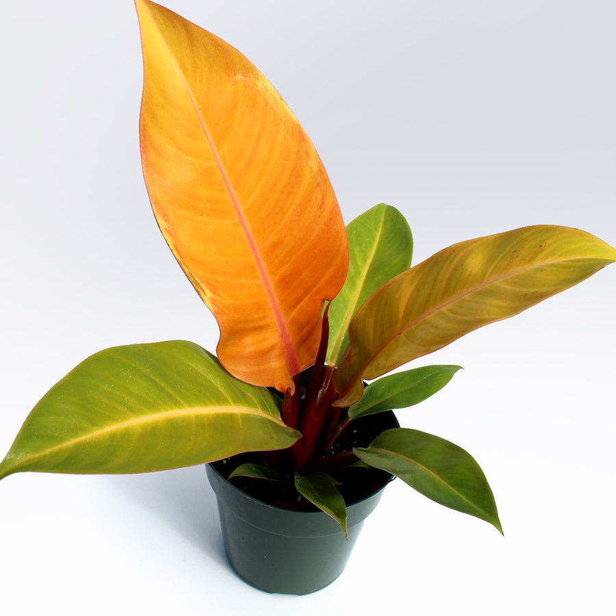 Philodendron 'Prince of Orange' | 6-Inch Container