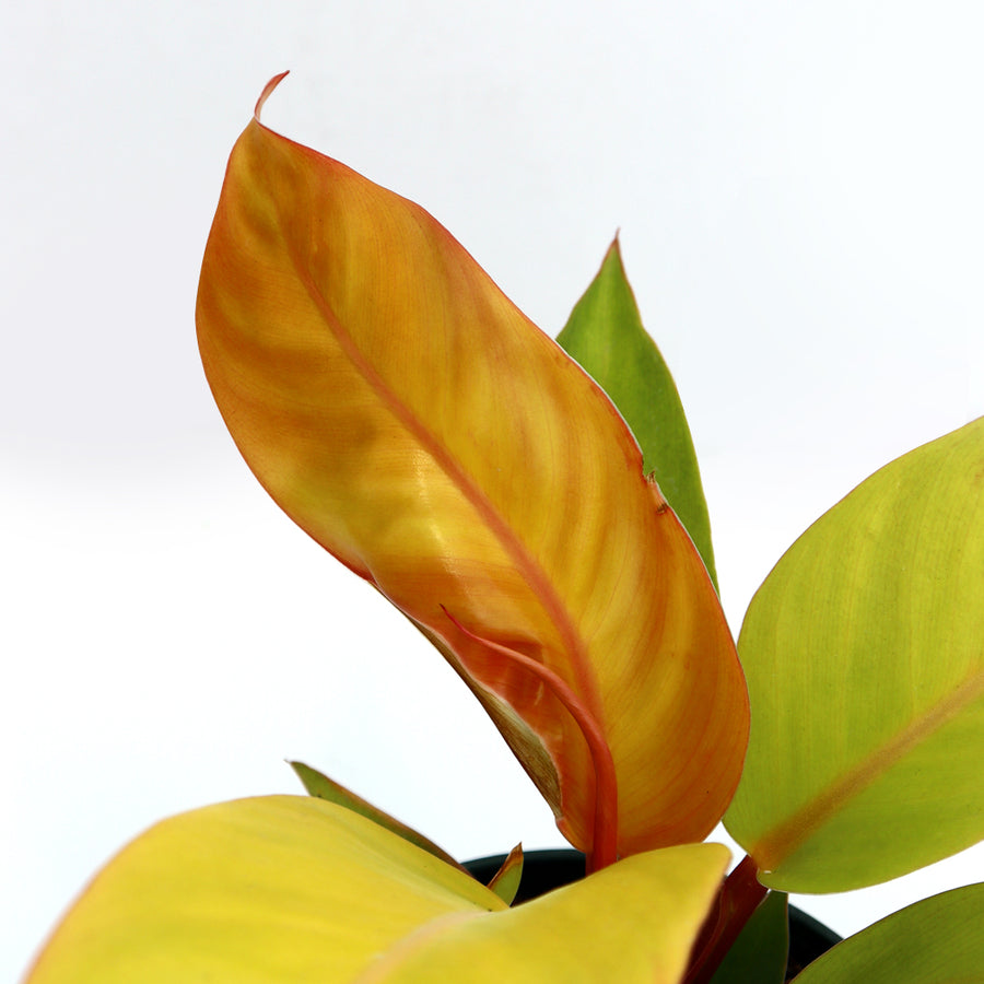 Philodendron 'Prince of Orange' | 4-Inch Container