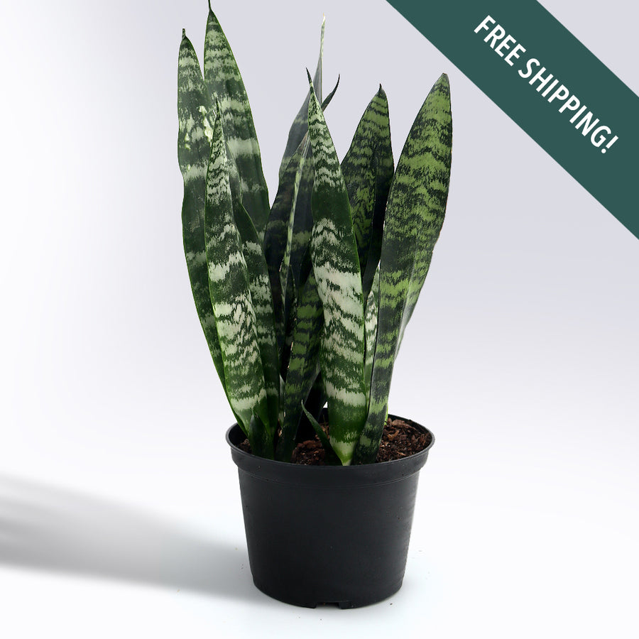 Sansevieria 'Black Coral' | 6-Inch Container