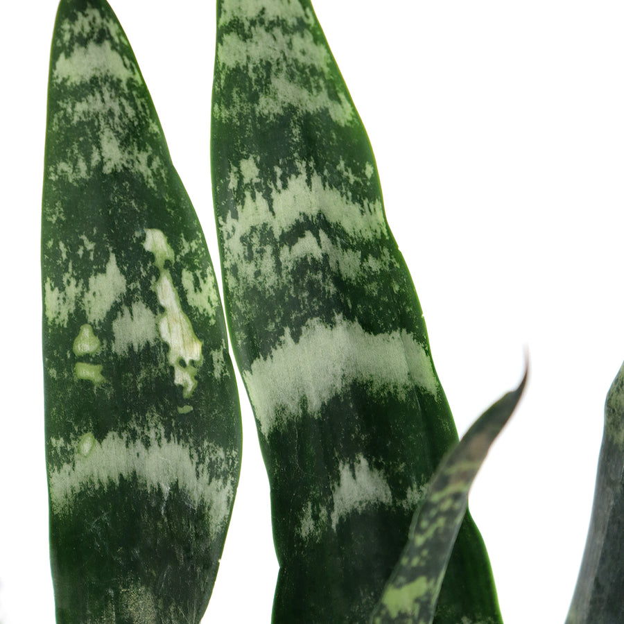 Sansevieria 'Black Coral' | 6-Inch Container