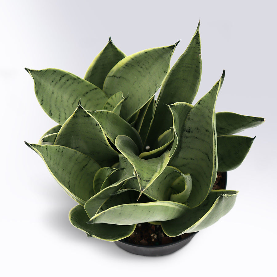 Sansevieria 'Night Owl' | 6-Inch Container