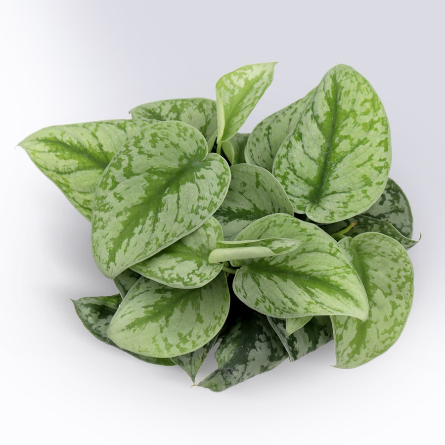 Pothos Silver Satin | 6-Inch Container