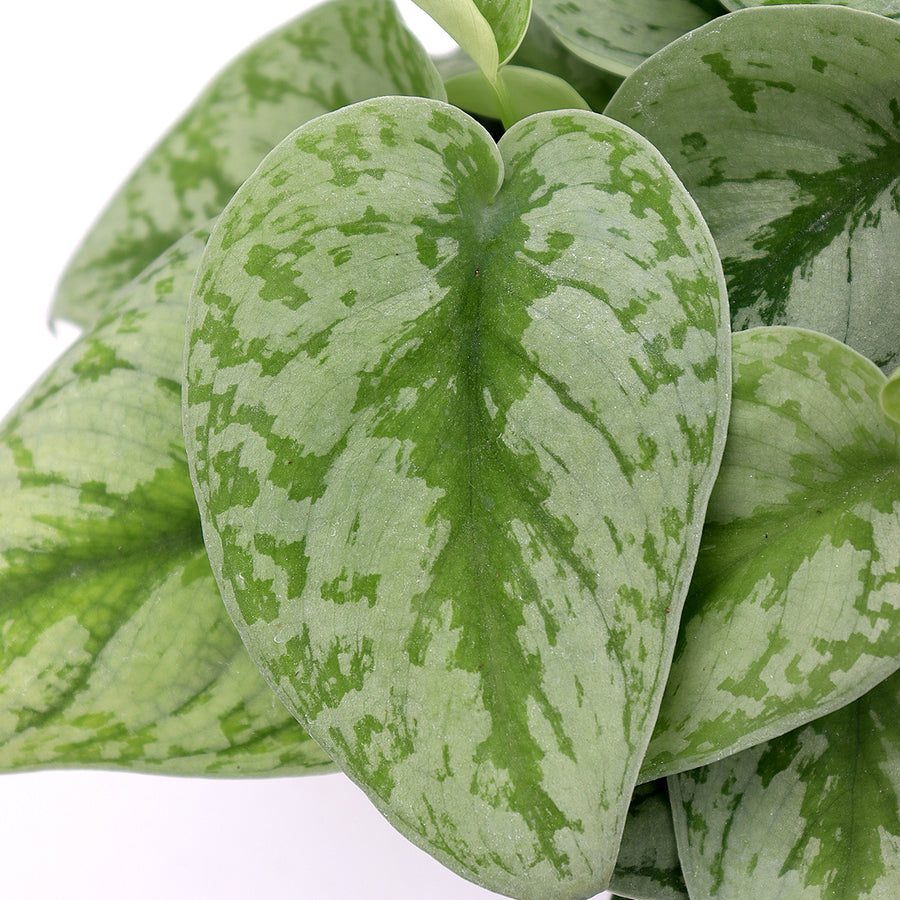 Pothos Silver Satin | 6-Inch Container