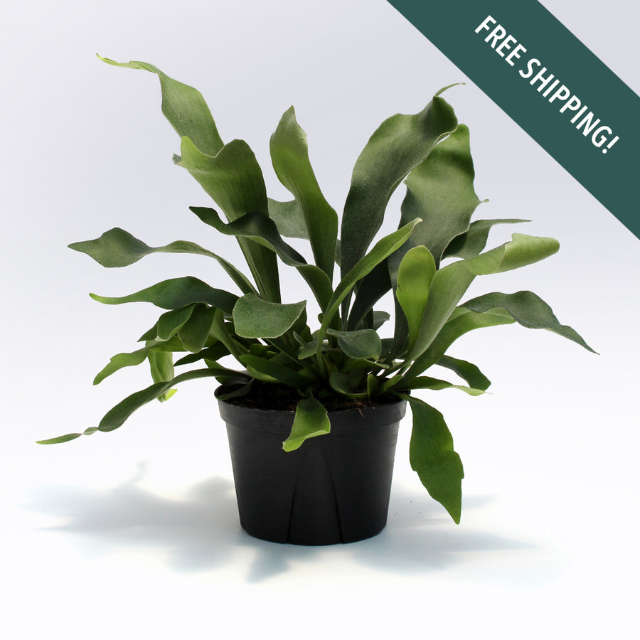 Staghorn Fern | 6-Inch Container