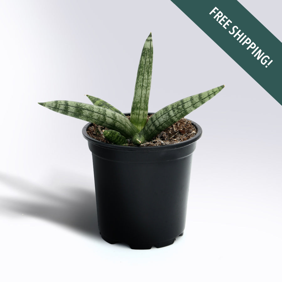 Sansevieria Cylindrica 'Starfish' | 4-Inch Container