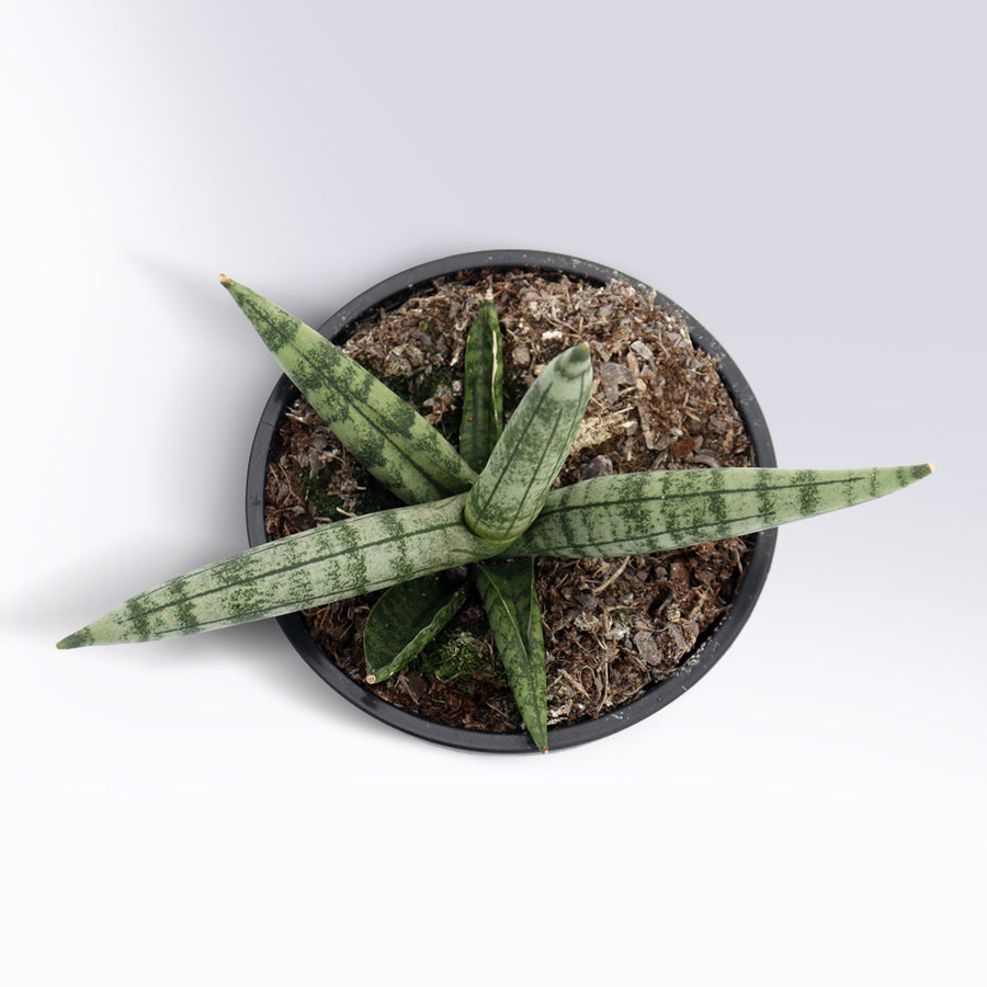 Sansevieria Cylindrica 'Starfish' | 4-Inch Container
