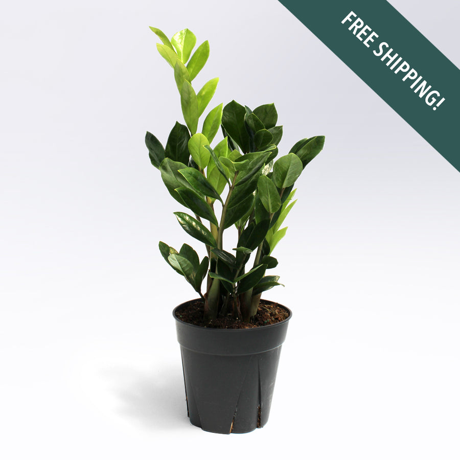 ZZ Plant | 6-Inch Container